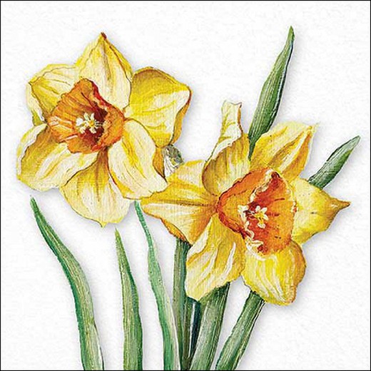 Juego 20 Servilletas Flowering Narcisos Ambiente