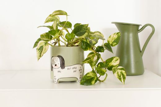 Maceta Perro Ideal Regalo Winkee